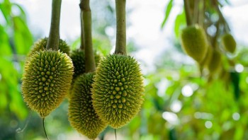 Sầu riêng Việt Nam trước bước ngoặt lớn: Chuẩn hóa chất lượng để vươn xa