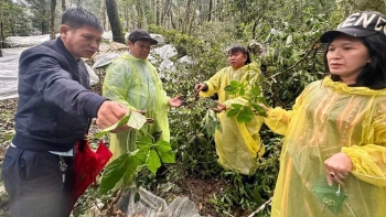 Gần 26.500 gốc sâm Ngọc Linh hư hại, thiệt hại 12 tỉ đồng