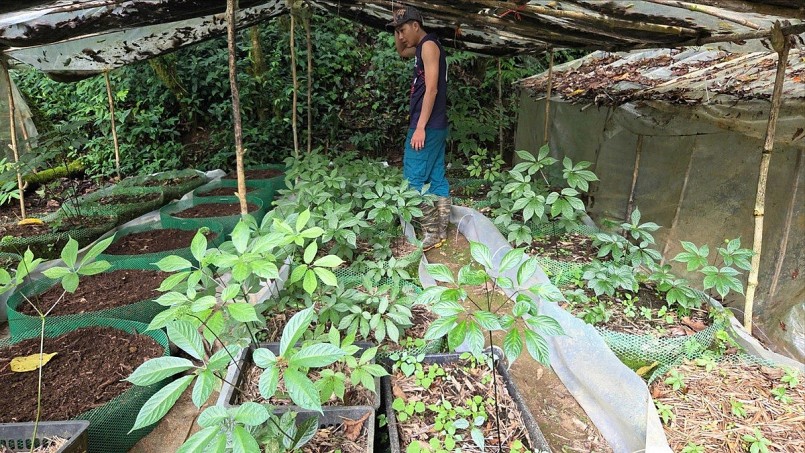 Mô hình trồng sâm theo hướng bền vững cần được tích hợp giải pháp phòng chống thiên tai và bảo vệ chuỗi giá trị dài hạn. Mô hình trồng sâm theo hướng bền vững cần được tích hợp giải pháp phòng chống thiên tai và bảo vệ chuỗi giá trị dài hạn.