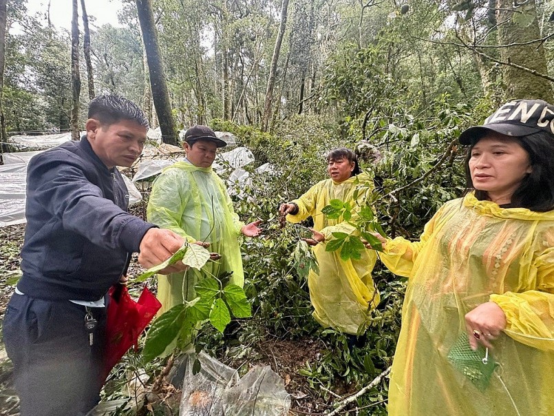 Người trồng sâm kiểm tra thiệt hại sau mưa bão, nhiều gốc sâm bị bật gốc và hư hại nghiêm trọng trong điều kiện canh tác dưới tán rừng. Người trồng sâm kiểm tra thiệt hại sau mưa bão, nhiều gốc sâm bị bật gốc và hư hại nghiêm trọng trong điều kiện canh tác dưới tán rừng.
