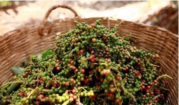 Giá tiêu duy trì đỉnh cao 140.000 đồng/kg, thị trường trong nước đi ngang