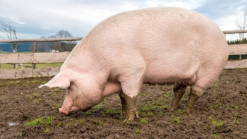 Giá heo hơi đi ngang giữa tâm điểm dịch tái bùng phát