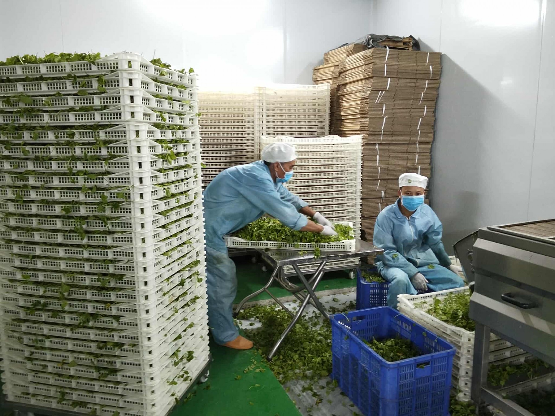 QueenFarm – Hành trình kiến tạo thương hiệu nông nghiệp sạch xứ Thanh