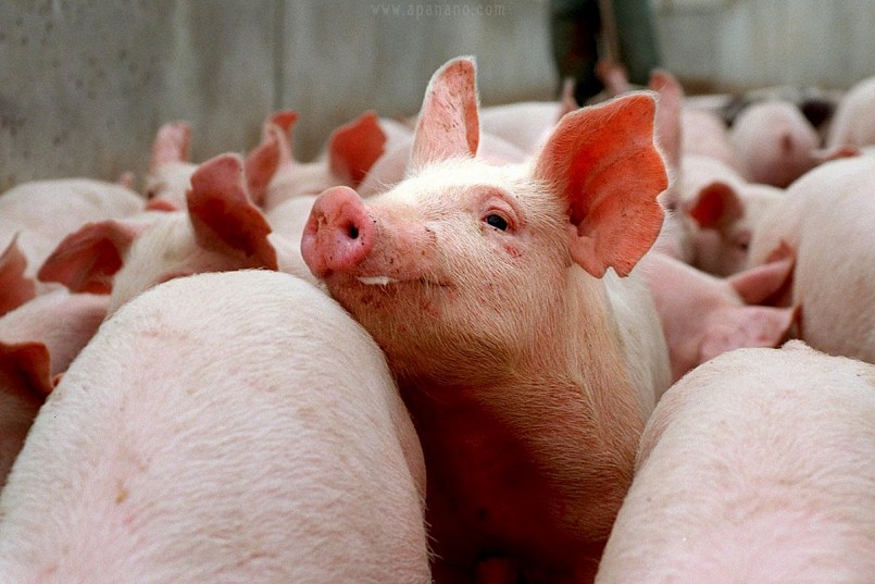 Sau nhịp điều chỉnh sáng nay, heo hơi trên cả nước được mua bán trong khoảng 57.000 - 64.000 đồng/kg.