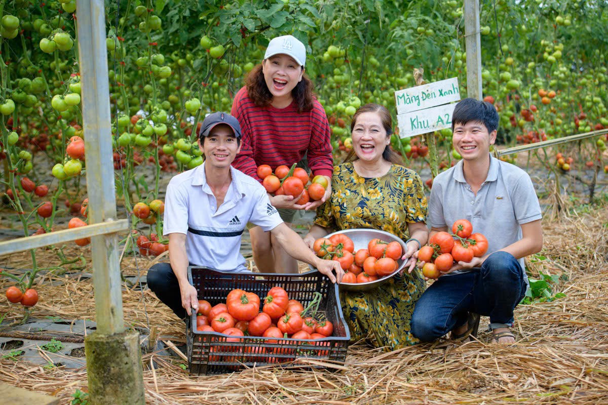 Thu hoạch cà chua hữu cơ tại Măng Đen Thu hoạch cà chua hữu cơ tại Măng Đen