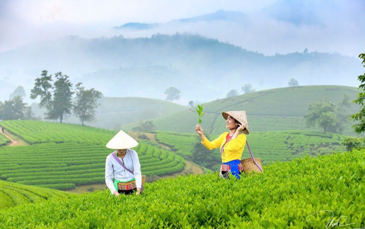 Thu hoạch chè hữu cơ tại xã Long Cốc, tỉnh Phú Thọ. Thu hoạch chè hữu cơ tại xã Long Cốc, tỉnh Phú Thọ.