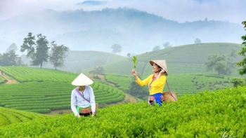 Sản phẩm thiên nhiên lên ngôi giữa làn sóng tiêu dùng xanh tại Việt Nam