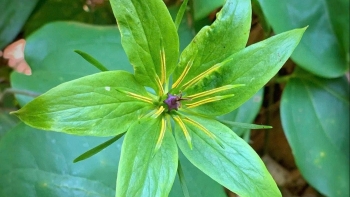 Tỉnh Quảng Trị: Phát hiện dược liệu quý hiếm nguy cấp dưới tán rừng đặc dụng