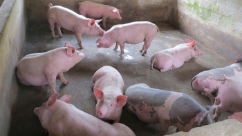 Giá heo hơi tiếp tục điều chỉnh tại một vài địa phương