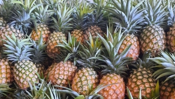 Từ giống đến chế biến: Dứa Việt vươn ra thị trường thế giới