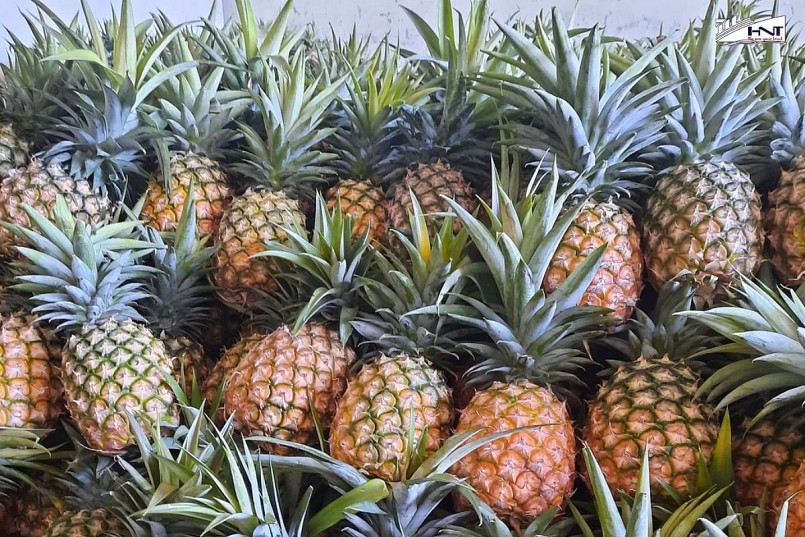 Người dân chăm sóc vùng trồng dứa nhằm nâng cao chất lượng và sản lượng. Người dân chăm sóc vùng trồng dứa nhằm nâng cao chất lượng và sản lượng.