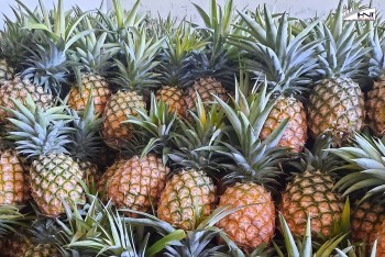 Từ giống đến chế biến: Dứa Việt vươn ra thị trường thế giới