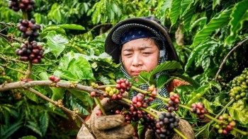 Giá cà phê hôm nay 8/8: Trong nước quay đầu giảm, thế giới dậy sóng vì căng thẳng Mỹ - Brazil