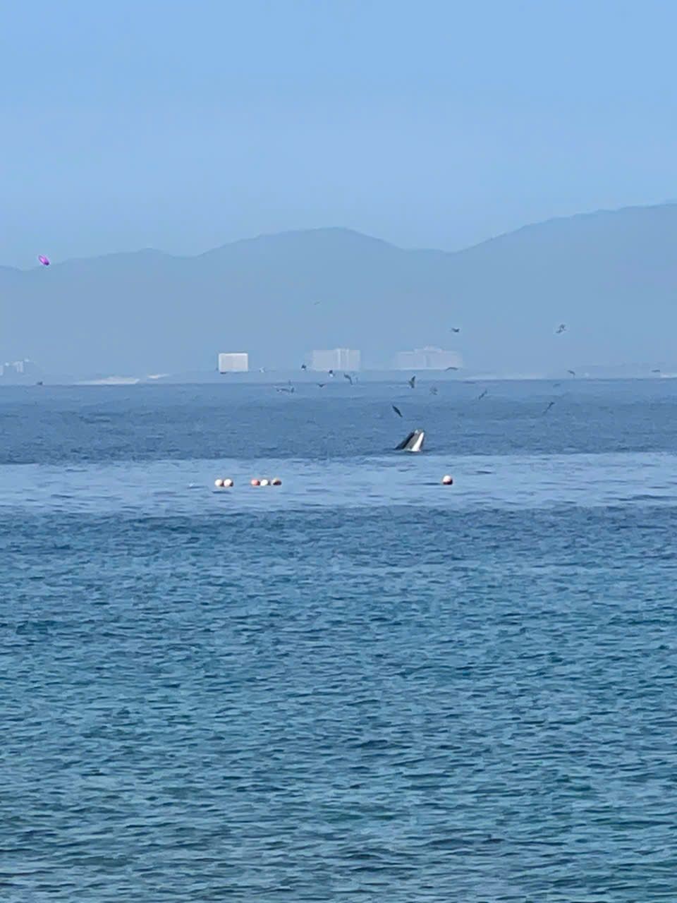 Cá voi xuất hiện trở lại ở khu vực biển Hòn Mun sáng 7.8. Ảnh: Văn Phú Cá voi xuất hiện trở lại ở khu vực biển Hòn Mun sáng 7.8. Ảnh: Văn Phú