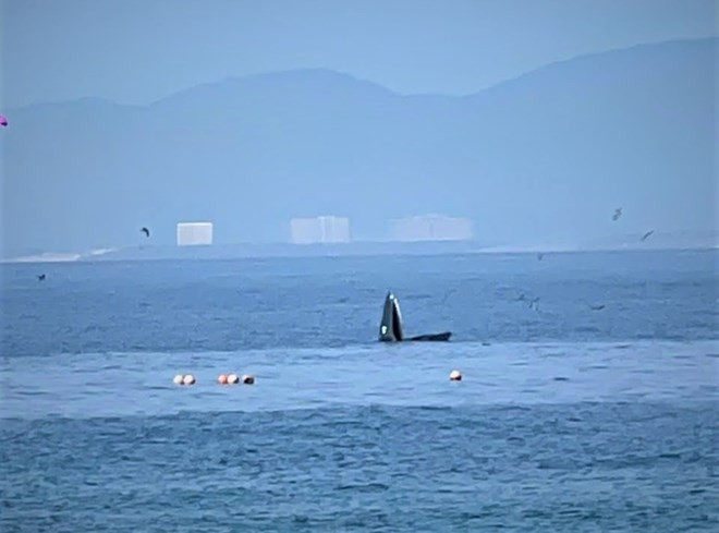 Hình ảnh cá voi xuất hiện ở Hòn Mun được nhân viên Ban quản lý Vịnh Nha Trang ghi lại sáng 7.8. Ảnh: Văn Phú Hình ảnh cá voi xuất hiện ở Hòn Mun được nhân viên Ban quản lý Vịnh Nha Trang ghi lại sáng 7.8. Ảnh: Văn Phú