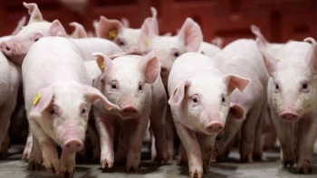 Giá heo hơi đồng loạt giảm tại thị trường miền Bắc