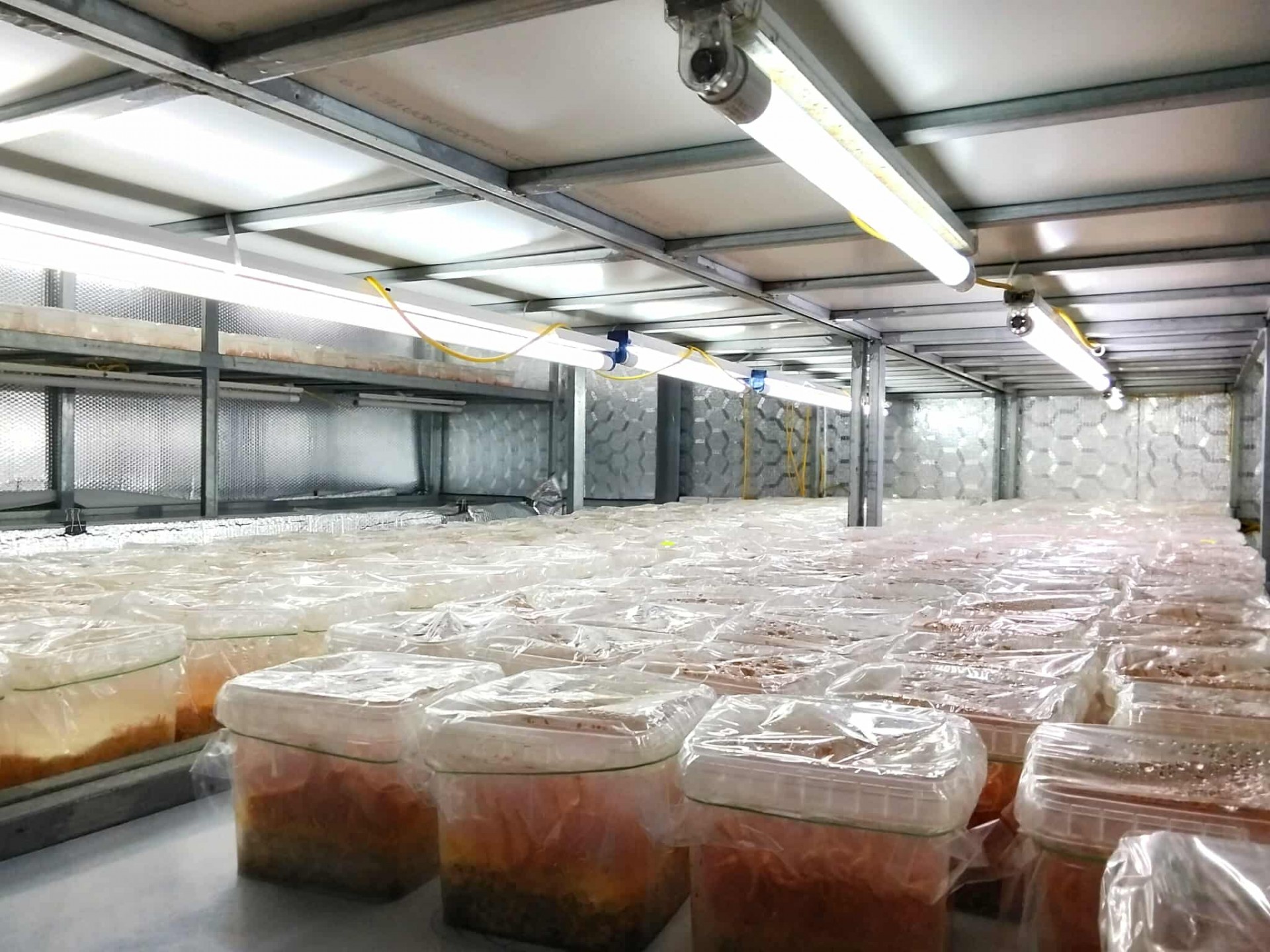 Đông trùng hạ thảo Minh Trường – Hành trình mang tới thương hiệu dược liệu sạch xứ Thanh