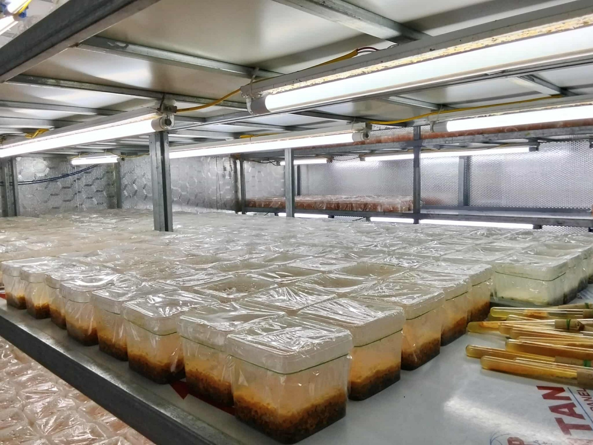 Đông trùng hạ thảo Minh Trường – Hành trình mang tới thương hiệu dược liệu sạch xứ Thanh