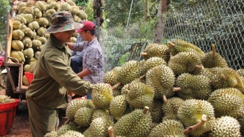Doanh nghiệp Trung Quốc "săn đón" sầu riêng Việt Nam