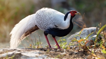 Vì sao gà lôi trắng được ghi vào Sách Đỏ Việt Nam?