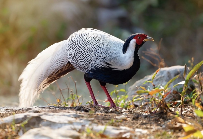 Gà lôi trắng Việt Nam – Bảo tồn vẻ đẹp rừng xanh quý giá Gà lôi trắng Việt Nam – Bảo tồn vẻ đẹp rừng xanh quý giá