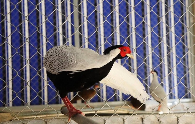 Gà lôi trắng Việt Nam – Bảo tồn vẻ đẹp rừng xanh quý giá Gà lôi trắng Việt Nam – Bảo tồn vẻ đẹp rừng xanh quý giá