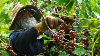 Xuất khẩu cà phê Việt Nam đón mốc lịch sử mới