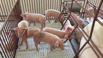 Giá heo hơi giảm mạnh tới 3.000 đồng/kg, thấp nhất 57.000 đồng/kg