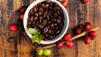 Giá cà phê nội địa tăng phi mã, lập đỉnh 107.500 đồng/kg