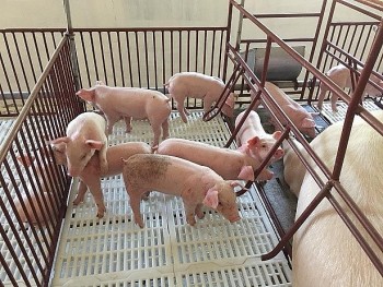 Giá heo hơi giảm mạnh tới 3.000 đồng/kg, thấp nhất 57.000 đồng/kg