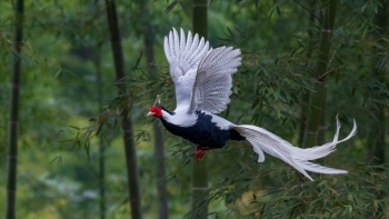 Gà lôi trắng từ IB sang IIB: Những điều người nuôi cần biết