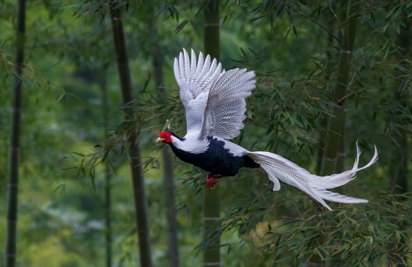 Gà lôi trắng trong môi trường tự nhiên, biểu hiện sự quý hiếm và cần được bảo vệ theo nhóm IIB. Gà lôi trắng trong môi trường tự nhiên, biểu hiện sự quý hiếm và cần được bảo vệ theo nhóm IIB.