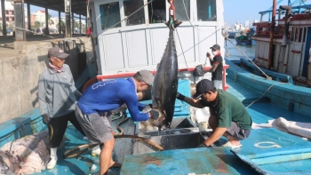 Xuất khẩu cá ngừ giảm tốc: Nguy cơ mất lợi thế cạnh tranh