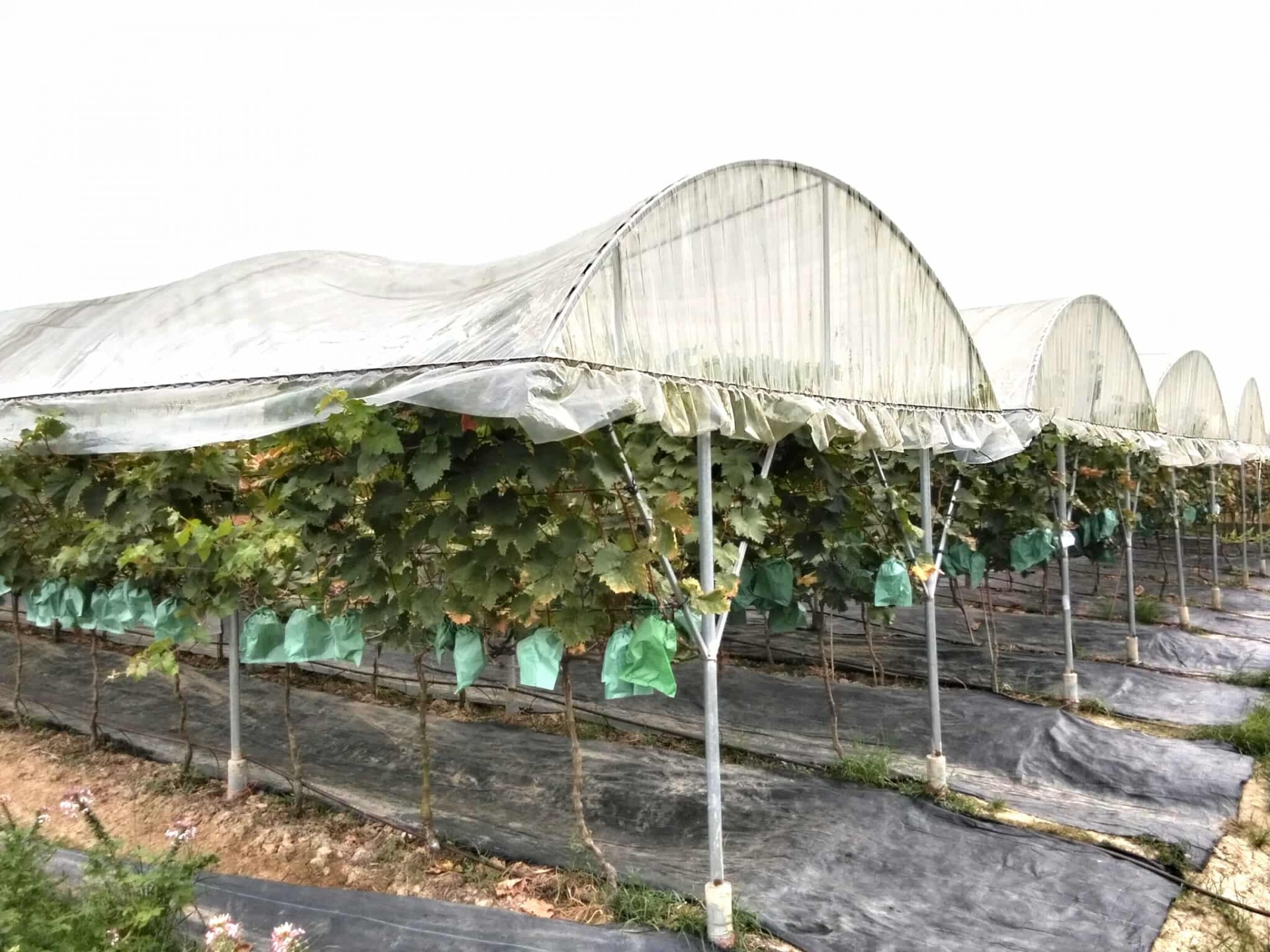 Vườn nho Sơn Trang – điểm hẹn trải nghiệm xanh giữa lòng xứ Thanh