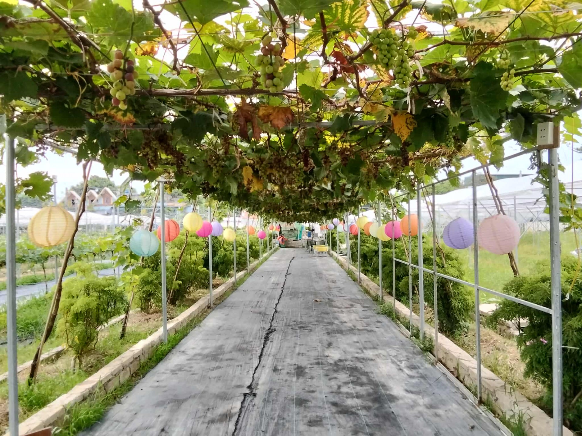 Vườn nho Sơn Trang – điểm hẹn trải nghiệm xanh giữa lòng xứ Thanh