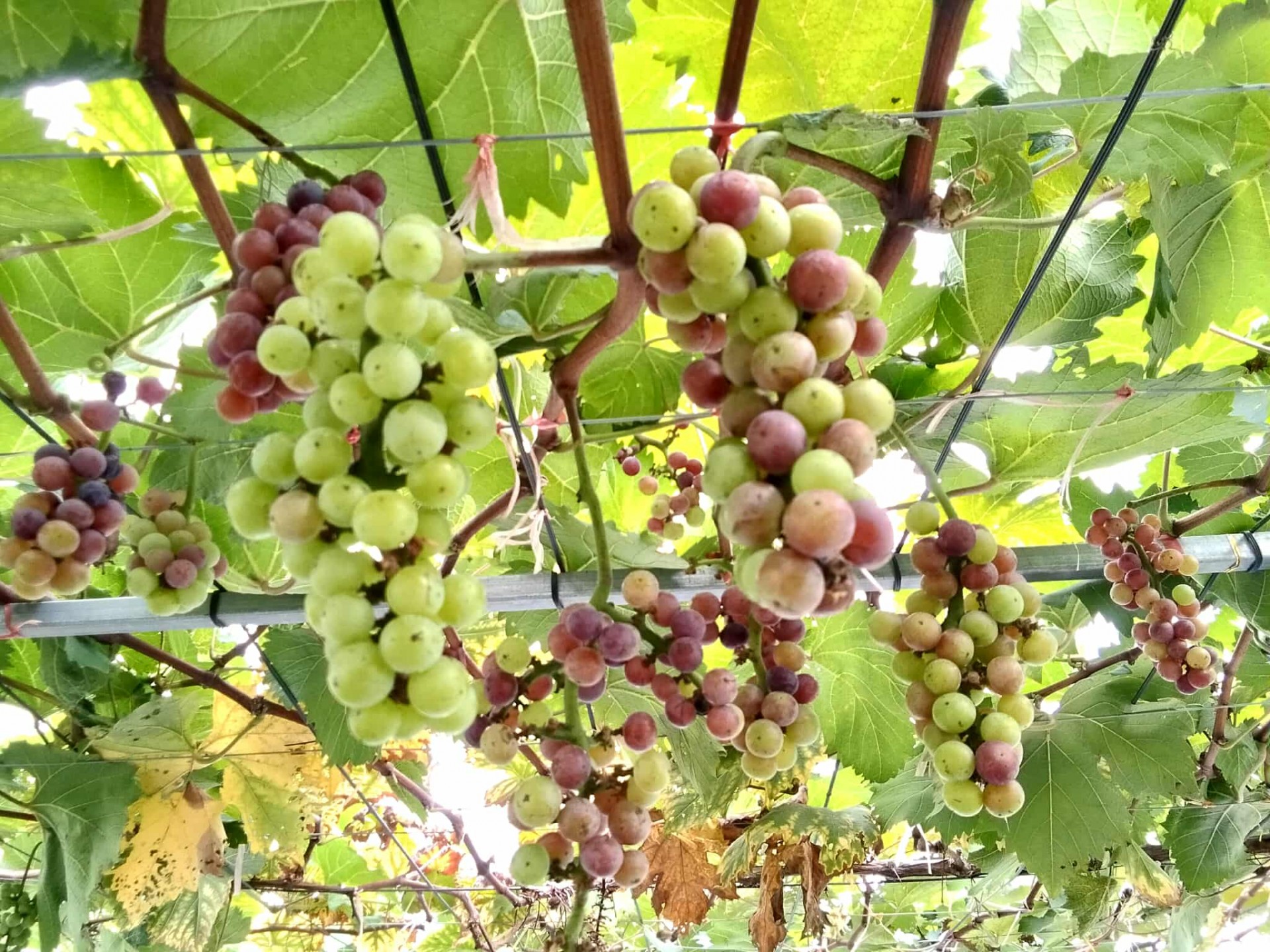 Vườn nho Sơn Trang – điểm hẹn trải nghiệm xanh giữa lòng xứ Thanh