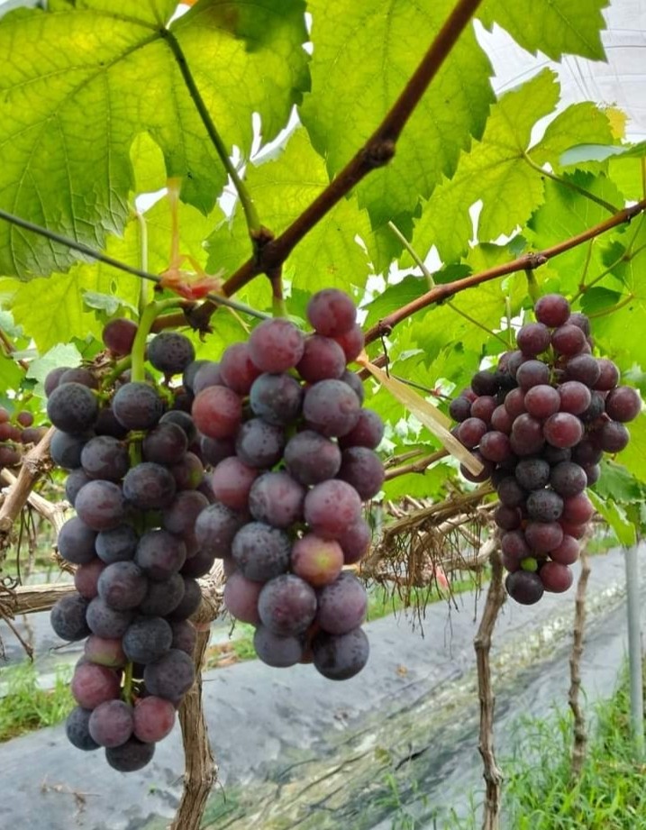 Vườn nho Sơn Trang – điểm hẹn trải nghiệm xanh giữa lòng xứ Thanh