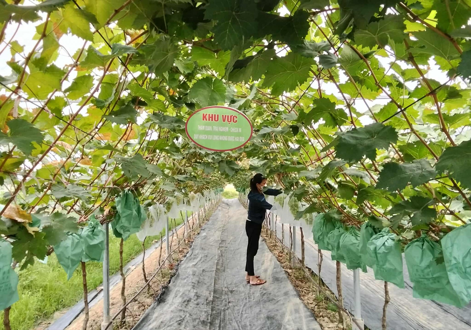 Vườn nho Sơn Trang – điểm hẹn trải nghiệm xanh giữa lòng xứ Thanh