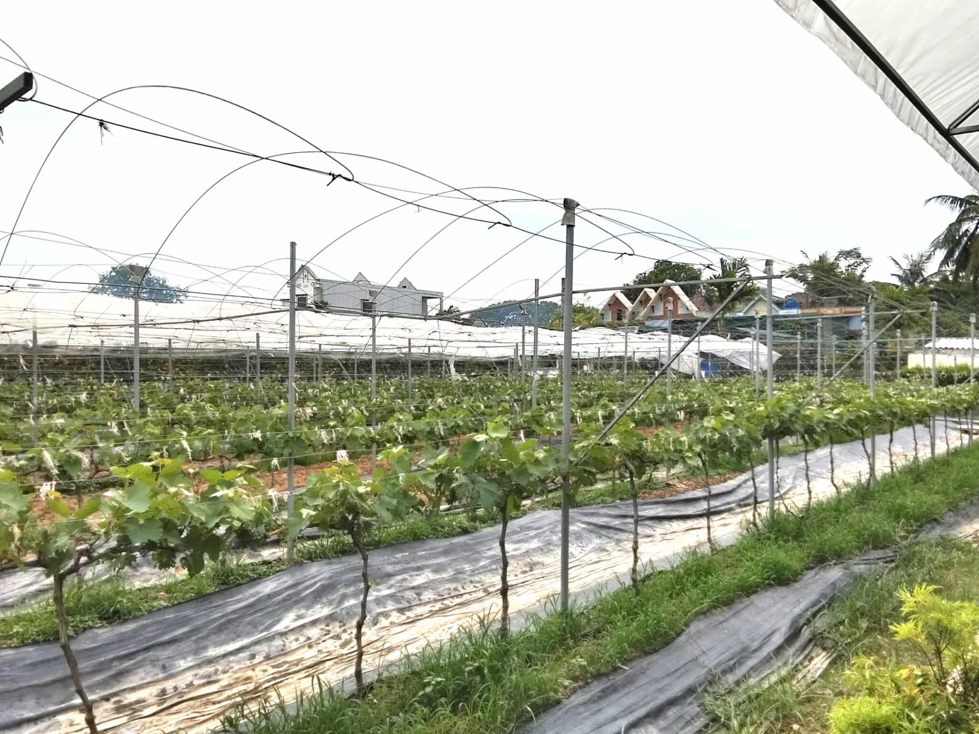 Vườn nho Sơn Trang – điểm hẹn trải nghiệm xanh giữa lòng xứ Thanh