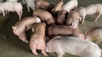 Giá heo hơi lao dốc, ngưỡng 56.000 đồng/kg có giữ nổi?