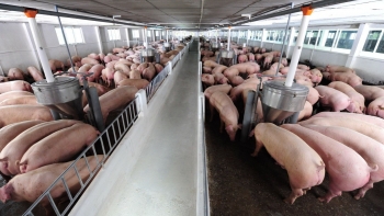 Thị trường heo hơi biến động, giá giảm dưới 60.000 đồng