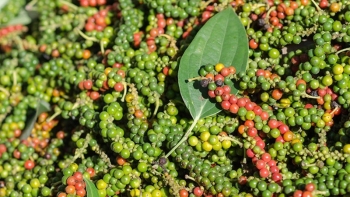 Giá tiêu hôm nay 16/8: Tăng mạnh, xuất khẩu sang Anh lập kỷ lục mới