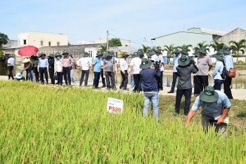 Khoa học kỹ thuật nâng cao năng suất và giá trị nông sản Việt