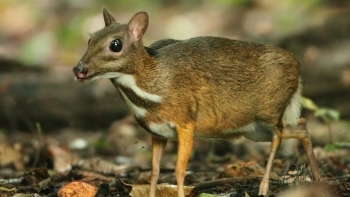 Cheo cheo Việt Nam và những loài cực kỳ nguy cấp: Tín hiệu cảnh báo từ Sách Đỏ 2023