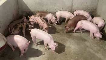 Giá heo hơi đồng loạt giảm, thấp nhất ở mức 55.000 đồng/kg