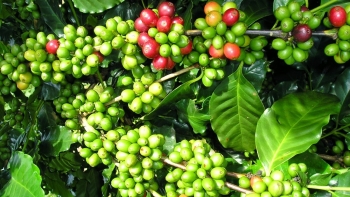 Giá cà phê hôm nay 19/8: Thị trường biến động trái chiều, Robusta trong nước vẫn vững giá