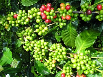 Giá cà phê hôm nay 19/8: Thị trường biến động trái chiều, Robusta trong nước vẫn vững giá