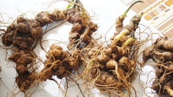 Lỗ hổng thị trường dược liệu quý: Từ câu chuyện sâm Ngọc Linh nhìn ra thách thức quản lý trên không gian mạng