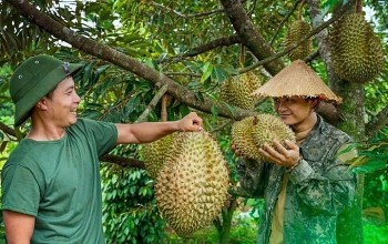 Giá sầu riêng phục hồi: Cơ hội ngắn hạn, thách thức dài hạn
