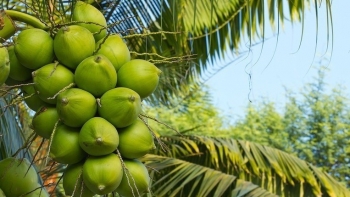 Vòng đời mới của dừa Việt: Nâng tầm giá trị từ quả thô đến tín chỉ carbon
